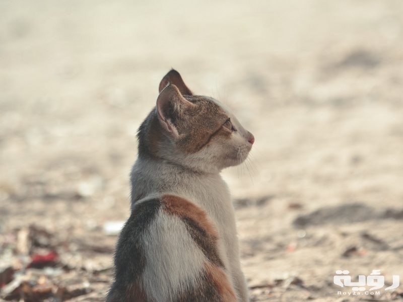 تفسير رؤية قطة في الحلم موقع رؤية