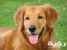 490 DogJPG CrQu65 RT480x360 OS532x360 RD480x360 1