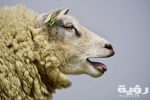 agriculture animal animal photography bleat 459215 scaled
