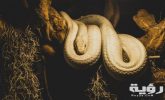 beige python on brown branch of tree 1108192 scaled