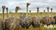 bird animal nature strauss 60692 scaled
