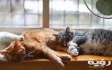 brown and white tabby kitten 1787414 scaled
