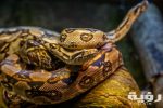 brown python 2062316 1 scaled