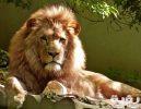 close up portrait of lion 247502 scaled