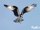 osprey adler bird of prey raptor 73825 scaled