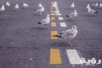 street animals birds doves 4616 scaled