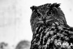 pexels brett sayles 2022648 scaled