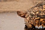 pexels frans van heerden 833020 scaled