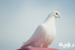 pexels mali maeder 75973 scaled