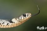 pexels pixabay 80474 scaled