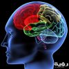 Brain illustration scaled