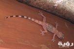 Hemidactylus mindiae at saint Catherine photo by Hatem Moushir scaled