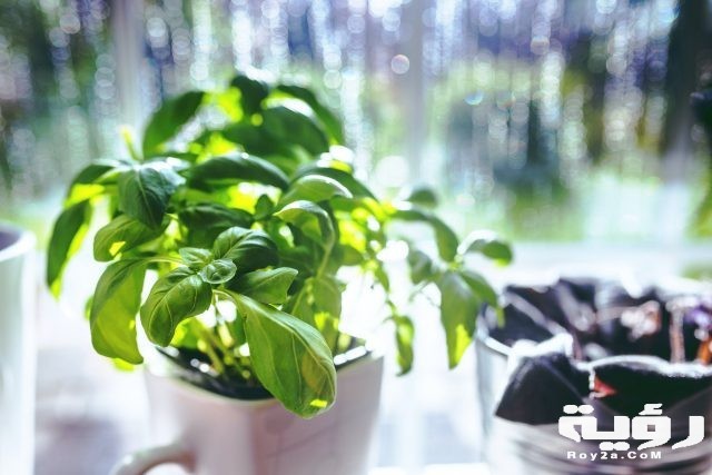 تفسير رؤية الريحان في المنام