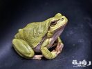 frog macro amphibian green 70083 scaled