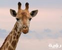 pexels frans van heerden 802112 scaled