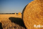 straw bales stubble summer straw scaled