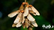 sycamore seeds naturepl 01570678 sylvain cordier scaled