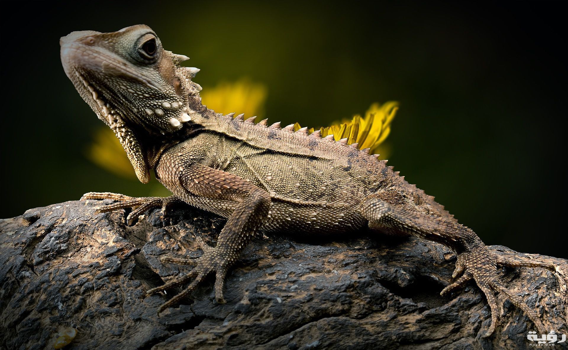 lizard 2427248 1920