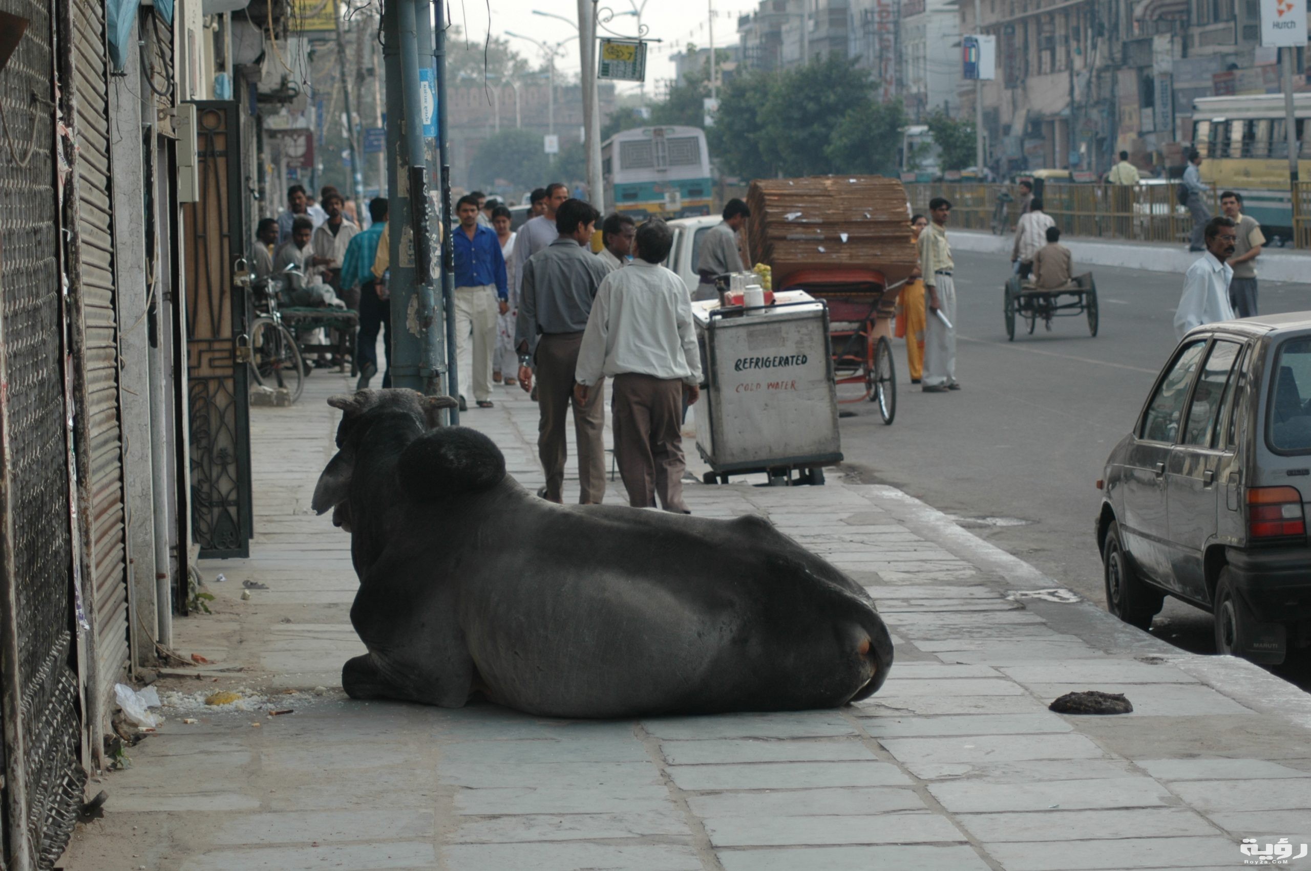 Animal sagrado Nova Deli India scaled