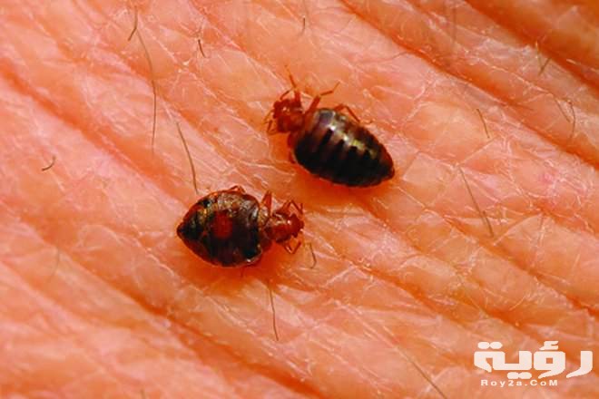 Bed Bug 1
