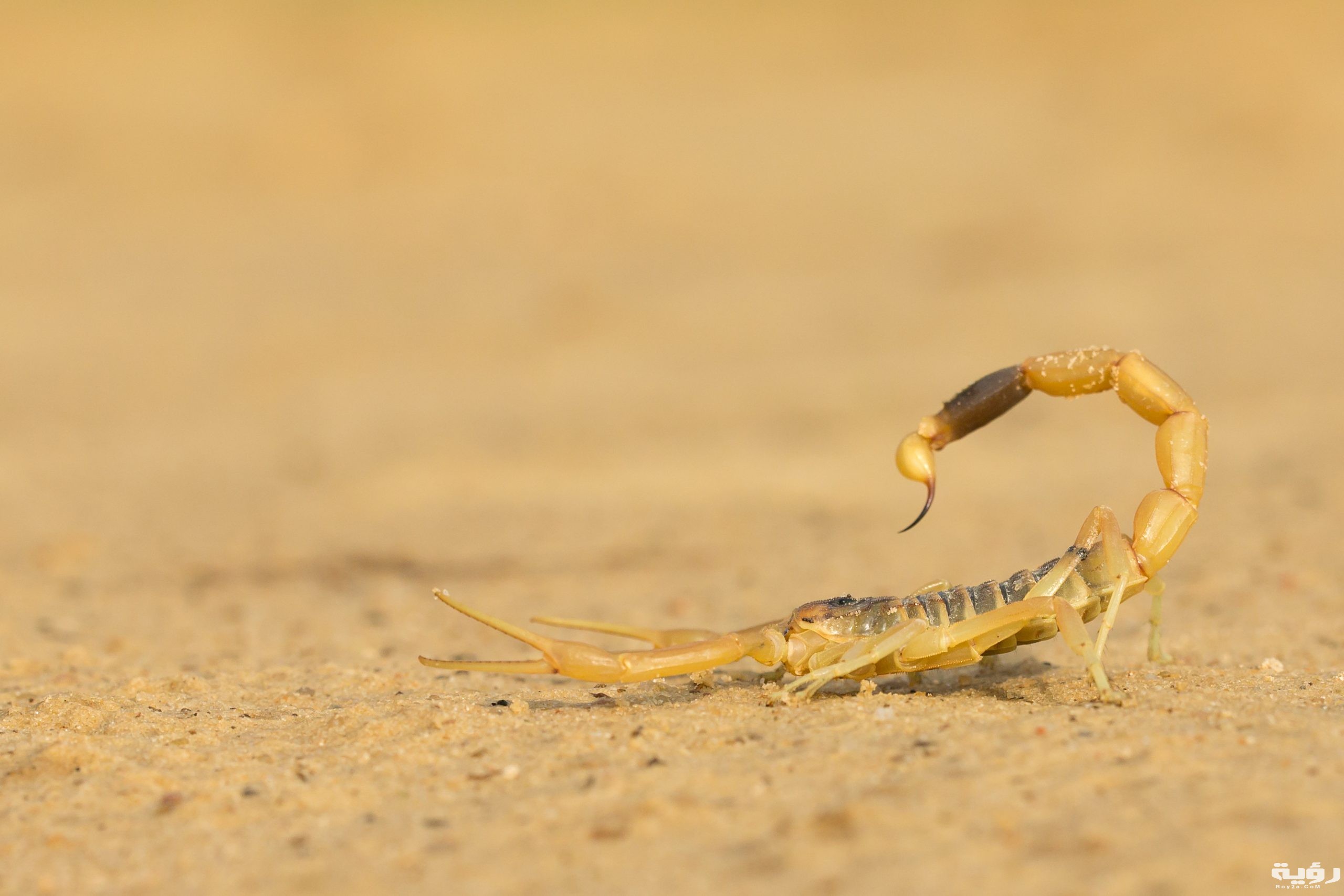 shutterstock 1143852374 scaled
