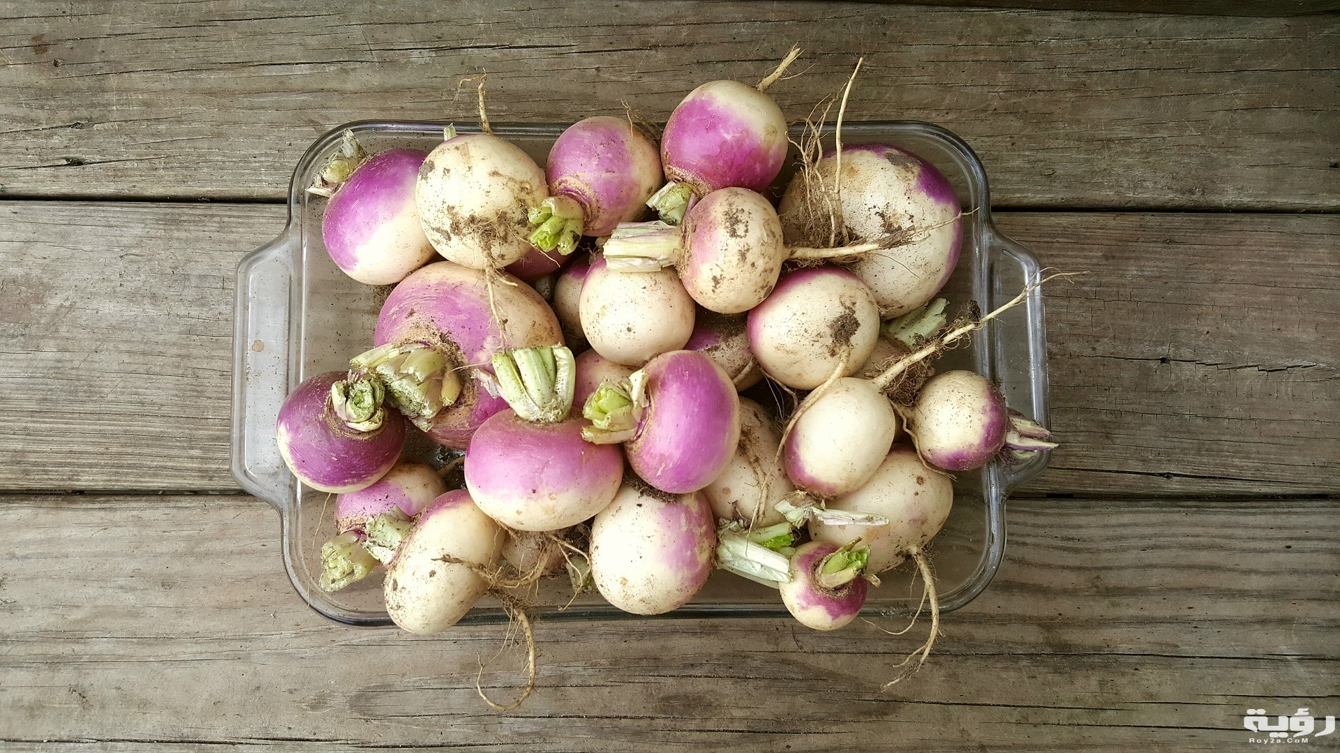turnip 2017640 1920