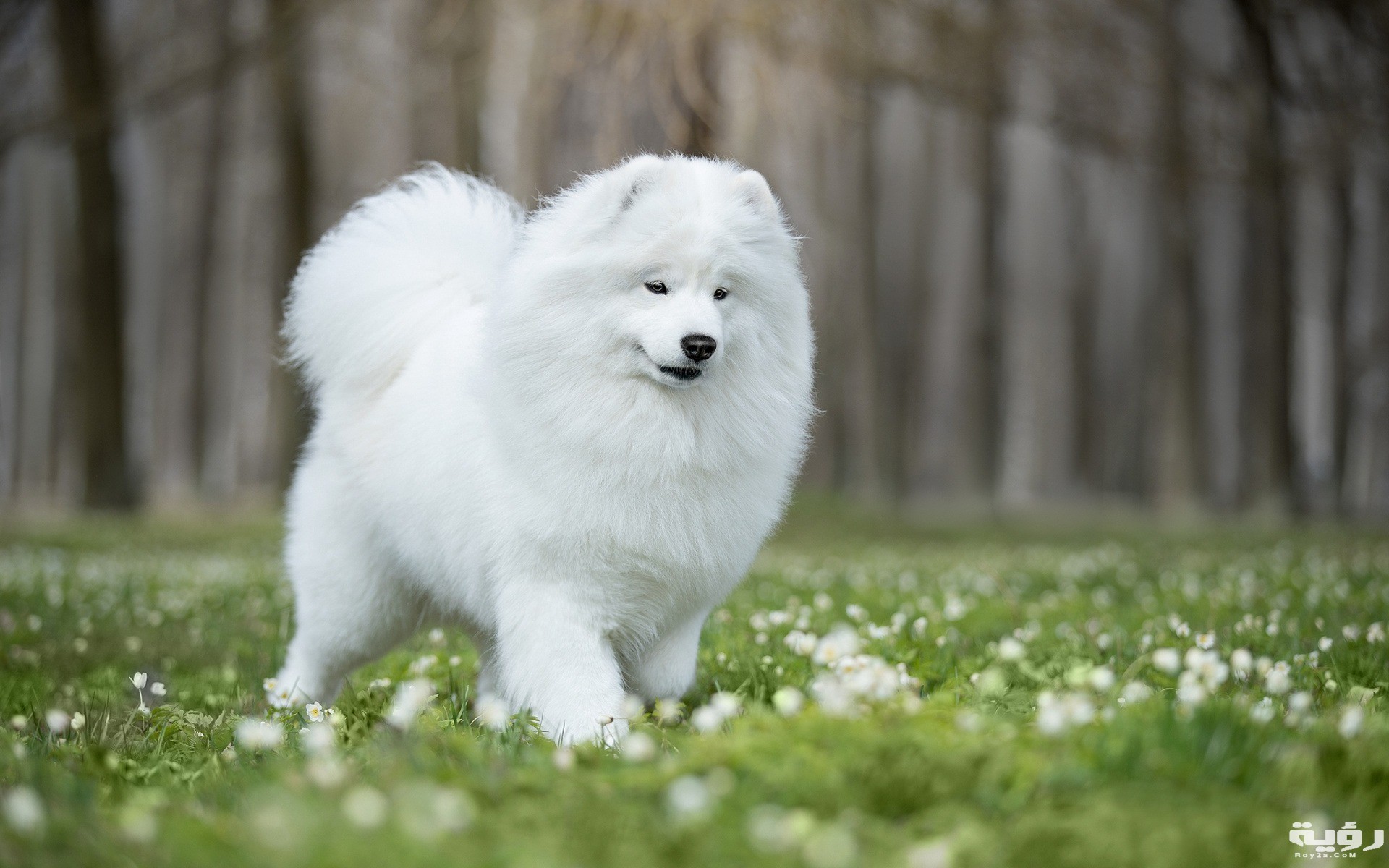 white fluffy dog samoyed green grass friendly dogs pets
