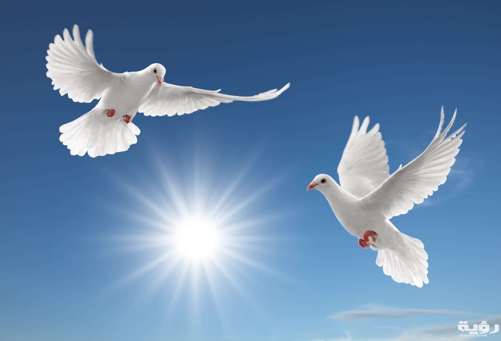 صور حمام خلفيات طيور الحمام الملونة بانواعها 4 1