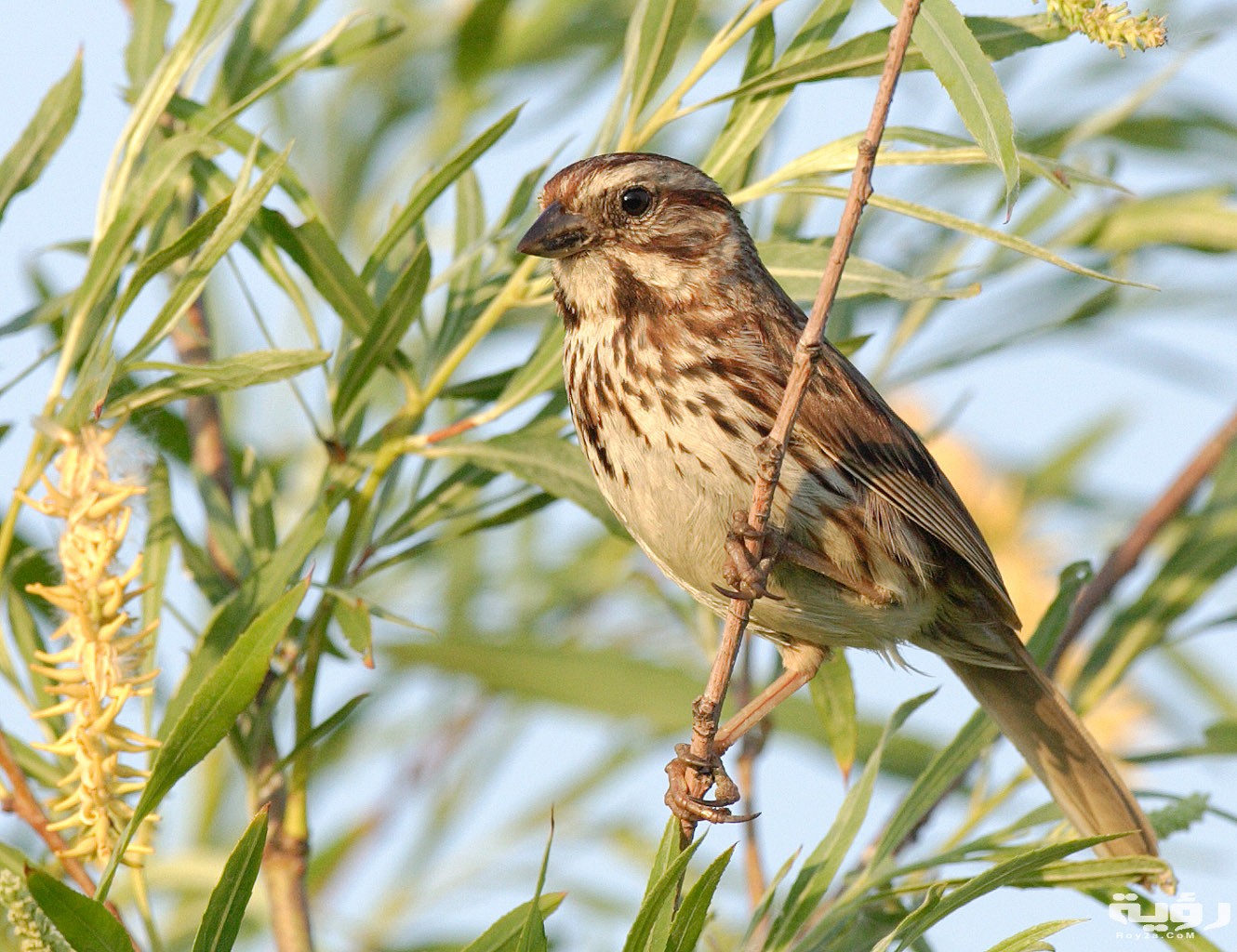 Melospiza melodia 001