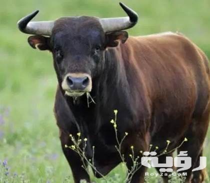 رؤية الثور