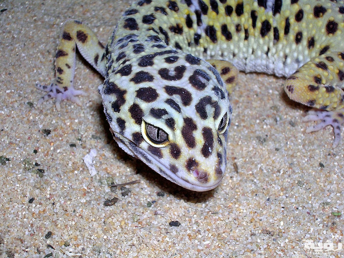1200px Gecko leopard femelle adulte tete