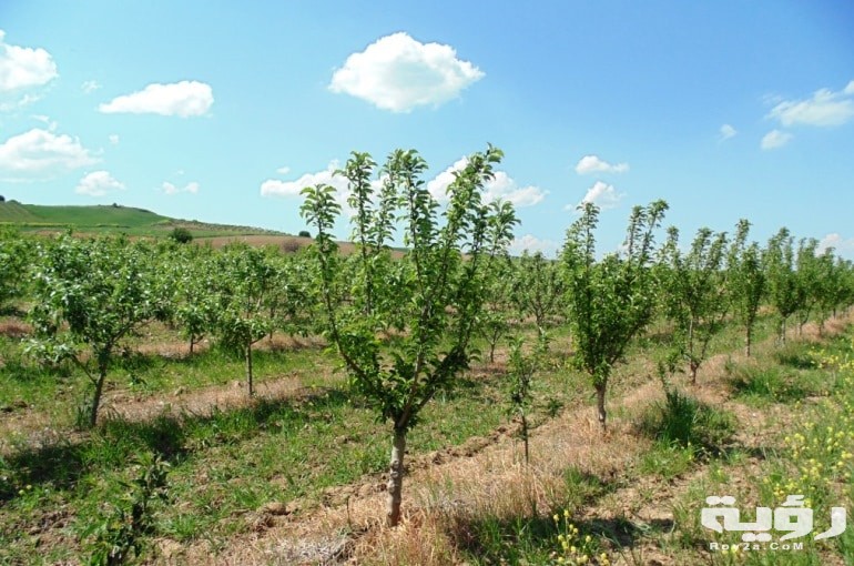 Apple Tree Climate
