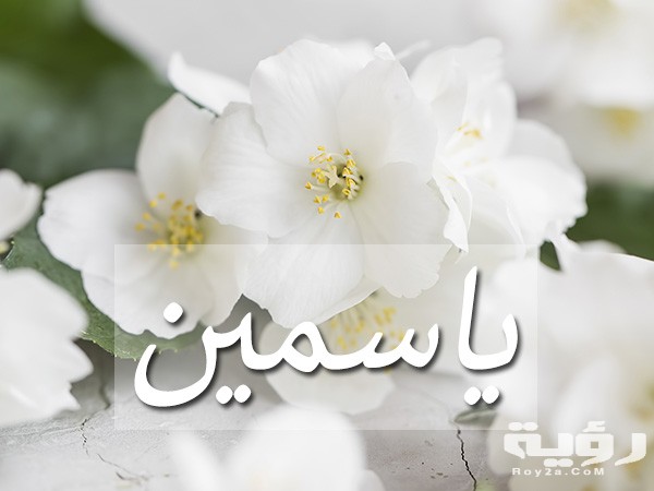 jasmine