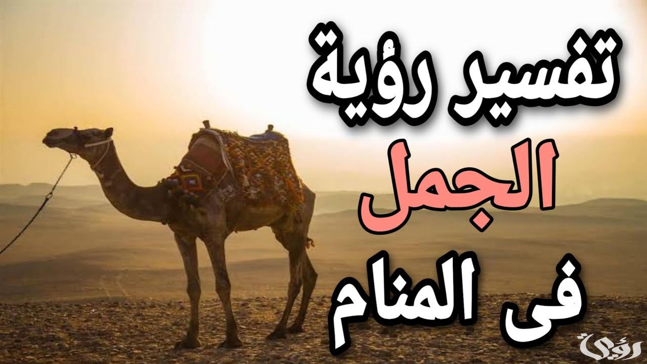 تفسير حلم ركوب الجمل للعزباء
