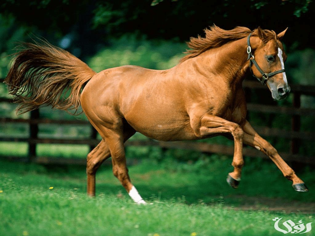 تفسير حلم ركوب الخيل البني