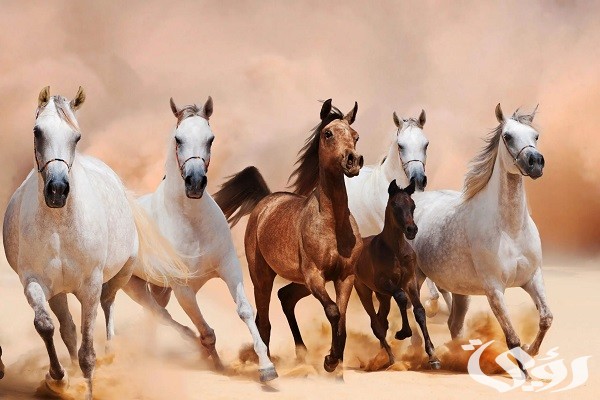 أسماء خيول