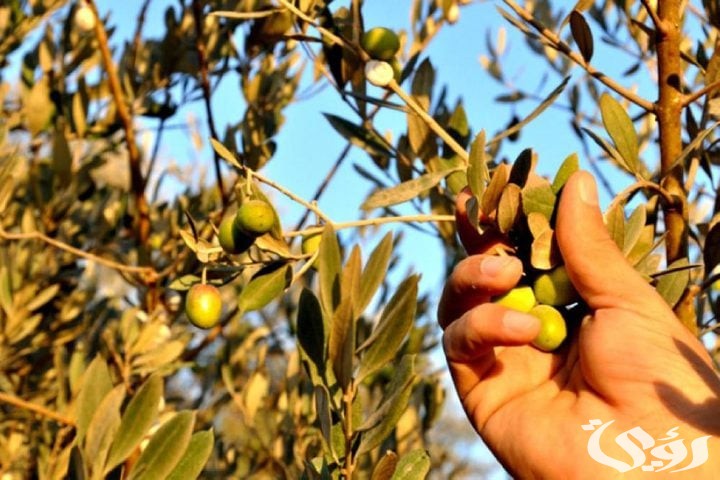اذاعة مدرسية عن شجرة الزيتون