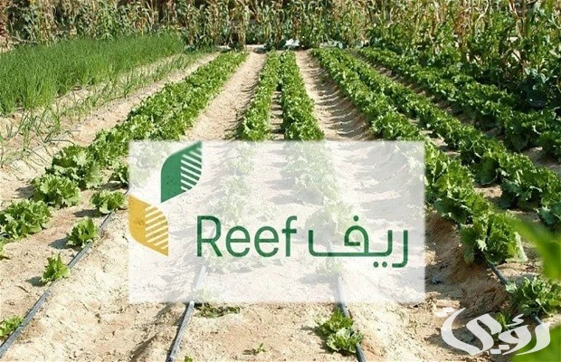 شروط دعم النحالين ريف