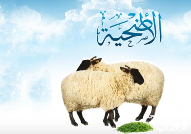 كيفية حجز موعد ذبح الأضحية في الكويت 2024 والشروط المطلوبة