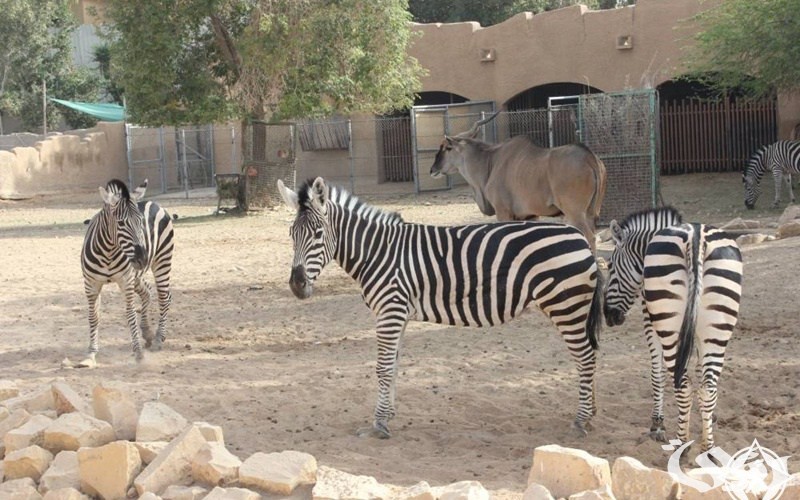 رسوم دخول حديقة الحيوان بالدمام ومواعيد الدخول