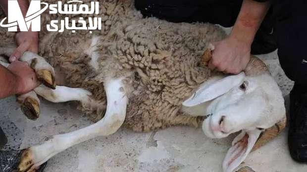 "خطوات مُتقنة لسلخ الخروف بسهولة وأمان: دليل شامل للمبتدئين"