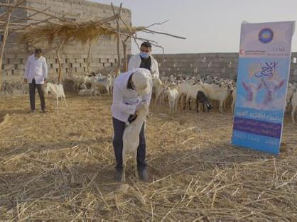 الهلال الأحمر يدعم مشروع الأضاحي في يمن: تعزيز الأمل في محافظتين