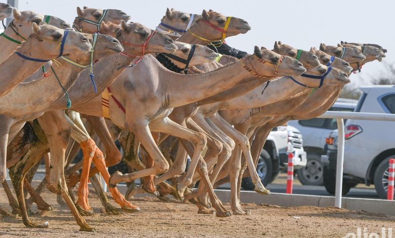 الهجن السعودية تحقق إنجازًا تاريخيًا بتصدرها 65% من المراكز الأولى في مهرجان ولي العهد 1 الهجن السعودية تحقق إنجازًا تاريخيًا بتصدرها 65% من المراكز الأولى في مهرجان ولي العهد