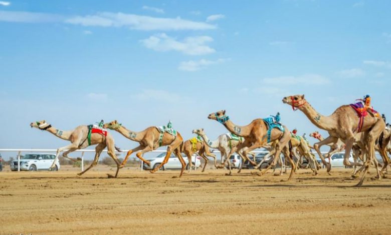 الهجن السعودية تهيمن على 15 شوطًا في منافسات "الجذاع" وتحقق إنجازًا تاريخيًا جديدًا