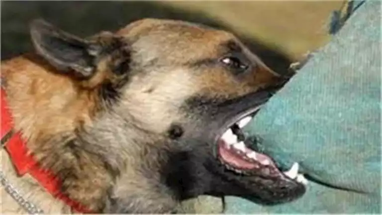 أسيوط: كلب مسعور يهاجم 7 مواطنين والطب البيطري يتدخل بخطط طبية عاجلة 1 أسيوط: كلب مسعور يهاجم 7 مواطنين والطب البيطري يتدخل بخطط طبية عاجلة