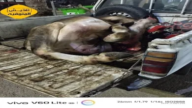 القبض على جزار في المنوفية بعد ذبحه جاموسة نافقة داخل جراج باستخدام أختام مزورة 3 القبض على جزار في المنوفية بعد ذبحه جاموسة نافقة داخل جراج باستخدام أختام مزورة