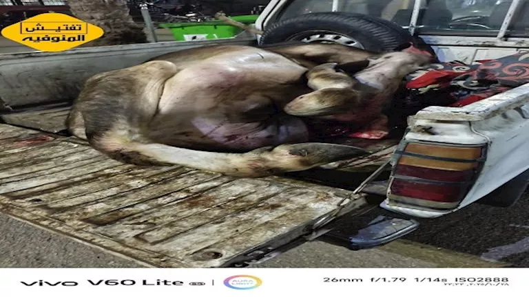 القبض على جزار في المنوفية بعد ذبحه جاموسة نافقة داخل جراج باستخدام أختام مزورة 1 القبض على جزار في المنوفية بعد ذبحه جاموسة نافقة داخل جراج باستخدام أختام مزورة