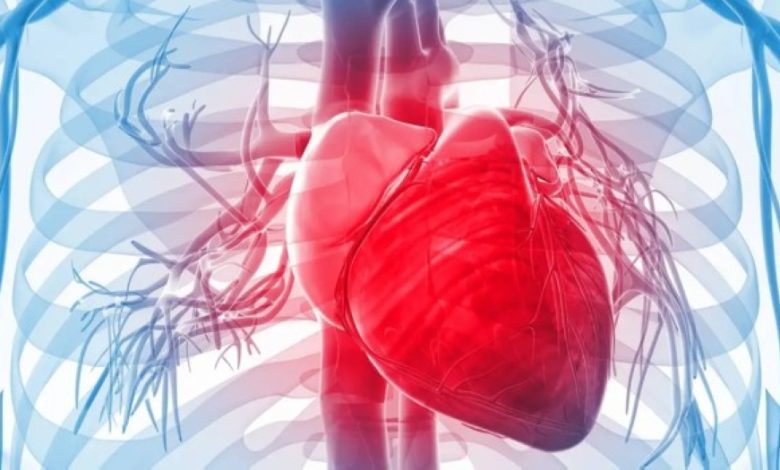 اكتشاف ثوري: جزيء جديد يعيد الحياة للقلب بعد النوبات القلبية! 1 اكتشاف ثوري: جزيء جديد يعيد الحياة للقلب بعد النوبات القلبية!