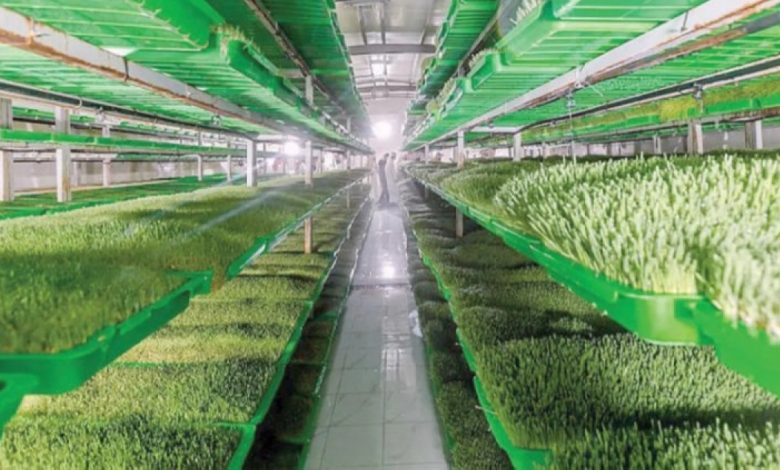 الزراعة تكشف لـ«عكاظ»: الناتج المحلي الزراعي يسجل 118 مليار ريال في إنجاز تاريخي! 1 الزراعة تكشف لـ«عكاظ»: الناتج المحلي الزراعي يسجل 118 مليار ريال في إنجاز تاريخي!