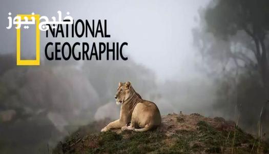 اكتشف تردد قناة ناشيونال جيوغرافيك أبوظبي 2026: كل ما تحتاج معرفته لمتابعة أفضل البرامج! 1 اكتشف تردد قناة ناشيونال جيوغرافيك أبوظبي 2026: كل ما تحتاج معرفته لمتابعة أفضل البرامج!